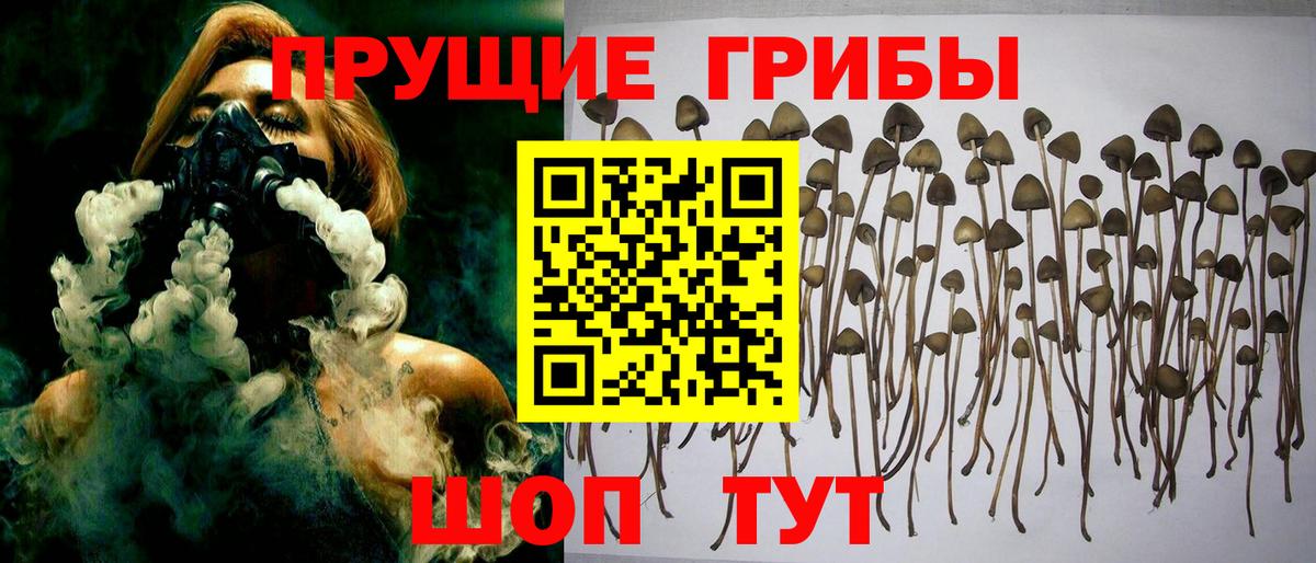 Псилоцибиновые грибы GOLDEN TEACHER Касимов